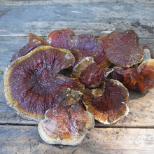 Load image into Gallery viewer, Dried Mushrooms, Reishi