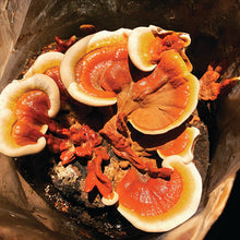 Load image into Gallery viewer, Dried Mushrooms, Reishi