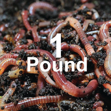 Load image into Gallery viewer, COMPOSTING WORMS