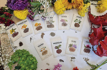 Load image into Gallery viewer, Medicinal Garden Kit