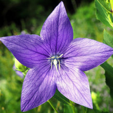 Load image into Gallery viewer, Balloon Flower (Platycodon grandiflorus)