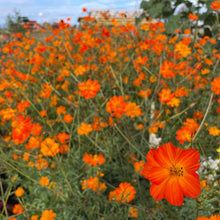 Load image into Gallery viewer, Tango Cosmos