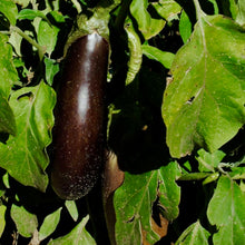 Load image into Gallery viewer, Early Violet Italian Eggplant