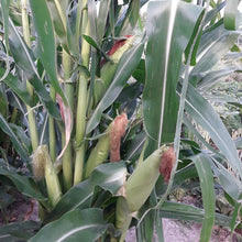 Load image into Gallery viewer, Blue Rainbow Corn Landrace