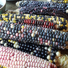 Load image into Gallery viewer, Rainbow Corn Landrace