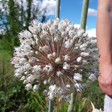 Load image into Gallery viewer, Blaugrüner x Lilly's Leeks