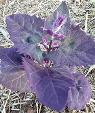 Load image into Gallery viewer, Purple Orach