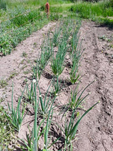 Load image into Gallery viewer, Lofty Onion Landrace