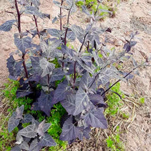 Load image into Gallery viewer, Purple Orach