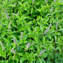 Load image into Gallery viewer, Lemon Basil
