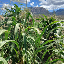 Load image into Gallery viewer, SLIME Corn! << Self-Fertilizing Nitrogen Fixing Trait >>
