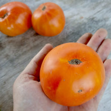 Load image into Gallery viewer, Lofthouse Big Hill Tomato
