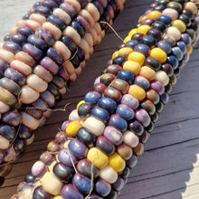 Load image into Gallery viewer, SLIME Corn! << Self-Fertilizing Nitrogen Fixing Trait >>