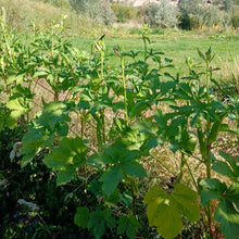 Load image into Gallery viewer, Clemson Spineless Okra