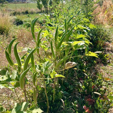 Load image into Gallery viewer, Clemson Spineless Okra