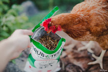 Load image into Gallery viewer, GrubTerra Black Soldier Fly Larvae