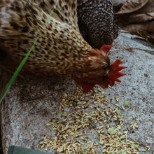 Load image into Gallery viewer, Bone and Mobility - Natural Joint & Bone Support for Chickens