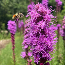Load image into Gallery viewer, *Pollinator Garden Collection* ("Love Thy Pollineighbor")