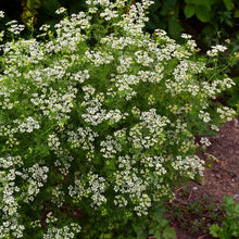 Load image into Gallery viewer, Cilantro, Slow Bolt (Coriandrum sativum)