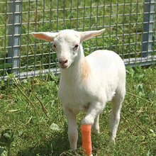 Load image into Gallery viewer, Sureflexx Elastic Bandage Wrap