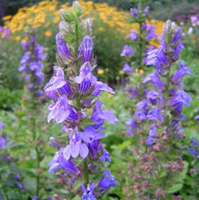 Load image into Gallery viewer, *Pollinator Garden Collection* ("Love Thy Pollineighbor")