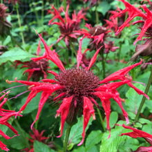Load image into Gallery viewer, Bee Balm, Scarlet (Monarda didyma)