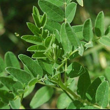 Load image into Gallery viewer, Astragalus (Astragulus membranaceus)