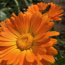 Load image into Gallery viewer, *Medicine Garden Collection* ("Be Well Stocked")