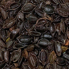 Load image into Gallery viewer, Jewelweed, Yellow (Impatiens pallida)