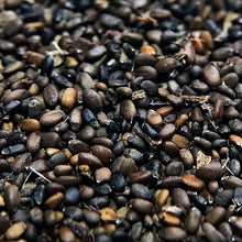 Load image into Gallery viewer, Downy Woodmint (Blephilia ciliata)