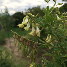 Load image into Gallery viewer, Astragalus (Astragulus membranaceus)