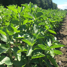 Load image into Gallery viewer, Ashwagandha (Withania somnifera)