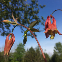 Load image into Gallery viewer, Columbine, Eastern Red (Aquilegia canadensis)