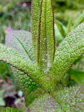 Load image into Gallery viewer, Boneset (Eupatorium perfoliatum)