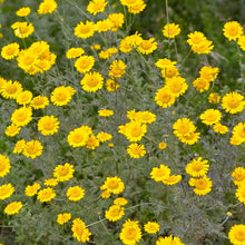 Load image into Gallery viewer, Chamomile, Dyer's (Anthemis tinctora)