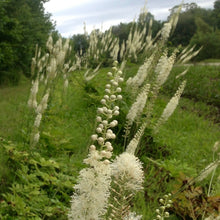 Load image into Gallery viewer, Cohosh, Black (Cimicifuga racemosa)