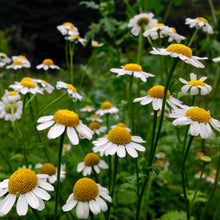 Load image into Gallery viewer, Feverfew (Tanacetum parthenium)
