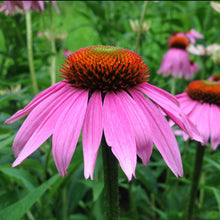 Load image into Gallery viewer, Echinacea purpurea (Echinacea purpurea)