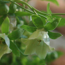 Load image into Gallery viewer, Codonopsis (Codonopsis pilosula)