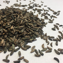 Load image into Gallery viewer, Burdock, Gobo (Arctium lappa)