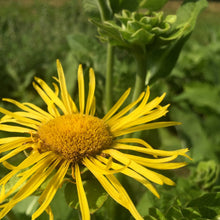 Load image into Gallery viewer, Elecampane (Inula helenium)