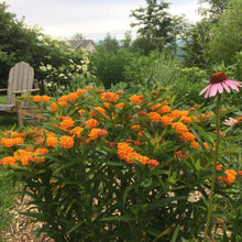 Load image into Gallery viewer, *Pollinator Garden Collection* ("Love Thy Pollineighbor")