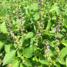 Load image into Gallery viewer, Tulsi, Temperate aka. Holy Basil (Ocimum africanum)
