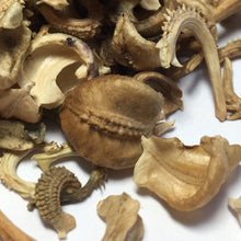 Load image into Gallery viewer, Calendula, Orange (Calendula officinalis)