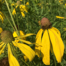 Load image into Gallery viewer, Coneflower, Prairie (Ratibida pinnata)