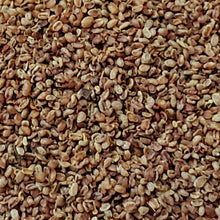 Load image into Gallery viewer, Culver's Root (Veronicastrum virginicum)