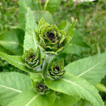 Load image into Gallery viewer, Elecampane (Inula helenium)