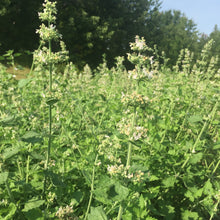 Load image into Gallery viewer, Catnip, Official (Nepeta cataria)