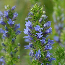 Load image into Gallery viewer, *Pollinator Garden Collection* ("Love Thy Pollineighbor")