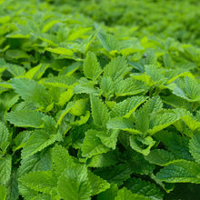 Load image into Gallery viewer, *Tea Garden Collection* ("Steeped in Healing")